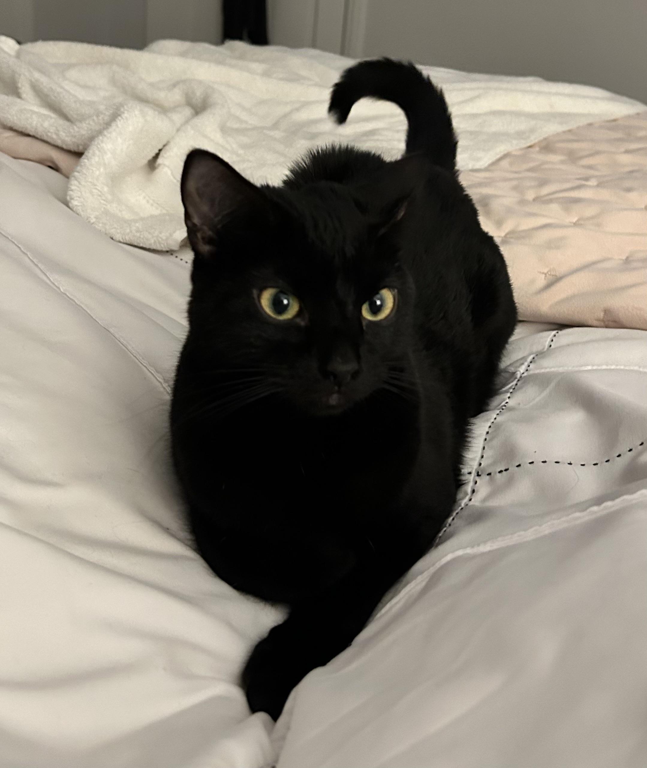 Enlarge Isairis, an adoptable Domestic Short Hair in Ridgefield, CT image 3/6