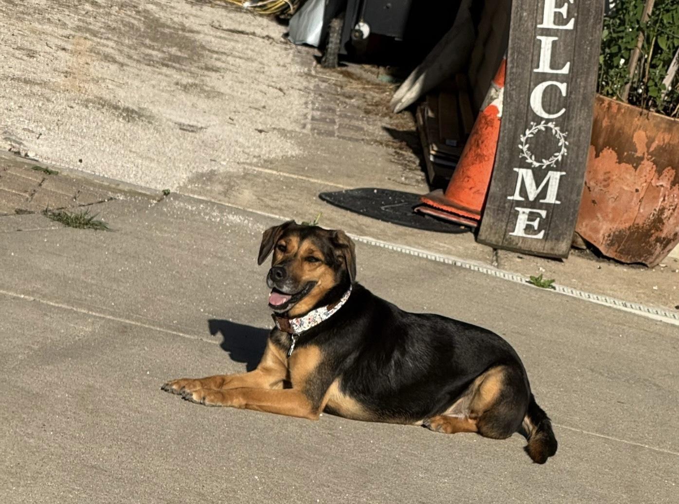 Enlarge Betsy *Courtesy Cupid*, a ADOPTABLE mixed breed in Milwaukee, WI image 2/5