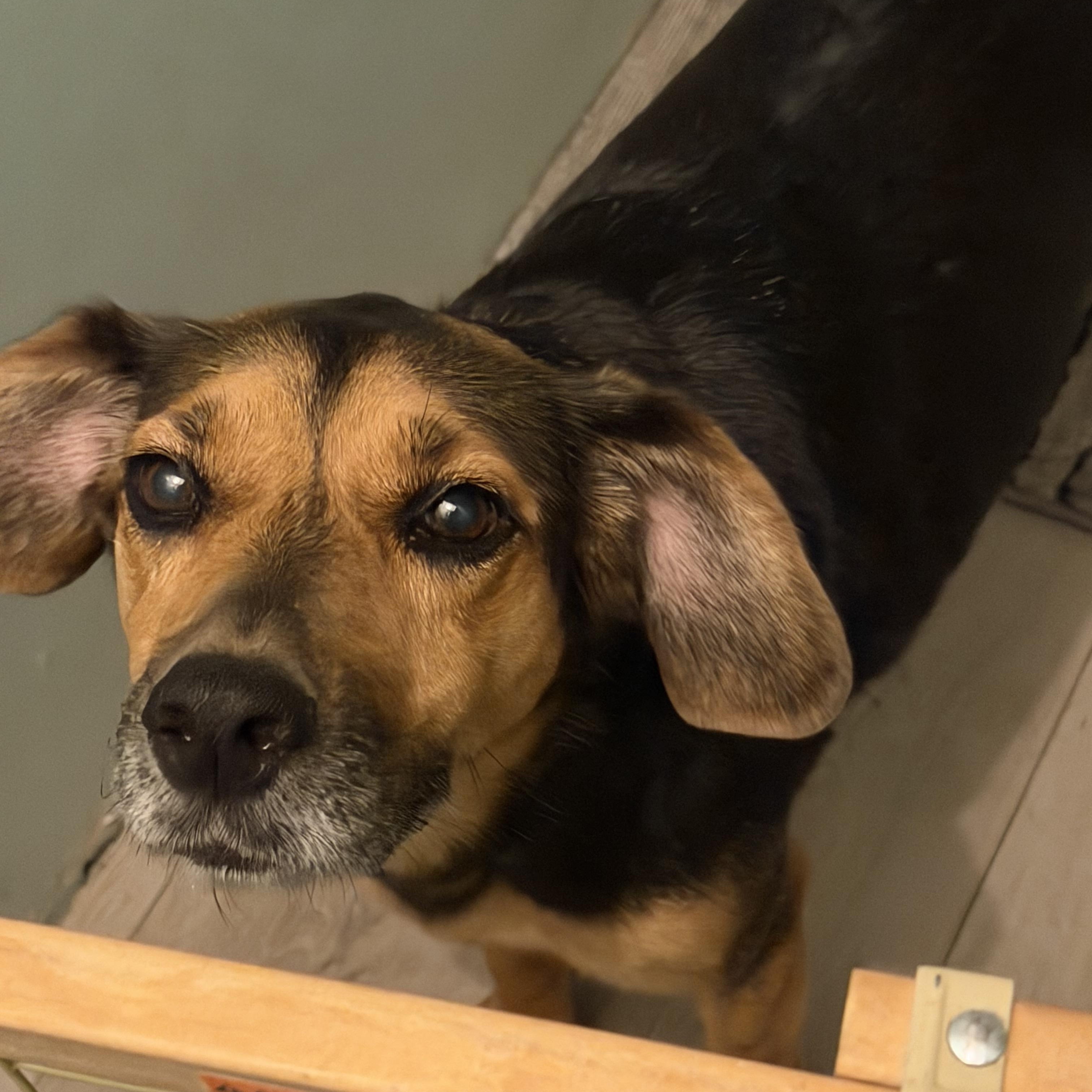 Enlarge Betsy *Courtesy Cupid*, a ADOPTABLE mixed breed in Milwaukee, WI image 3/5