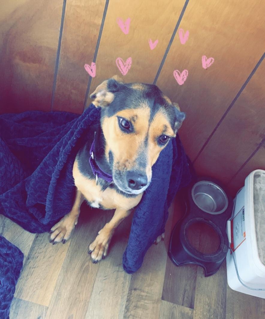 Enlarge Betsy *Courtesy Cupid*, a ADOPTABLE mixed breed in Milwaukee, WI image 4/5