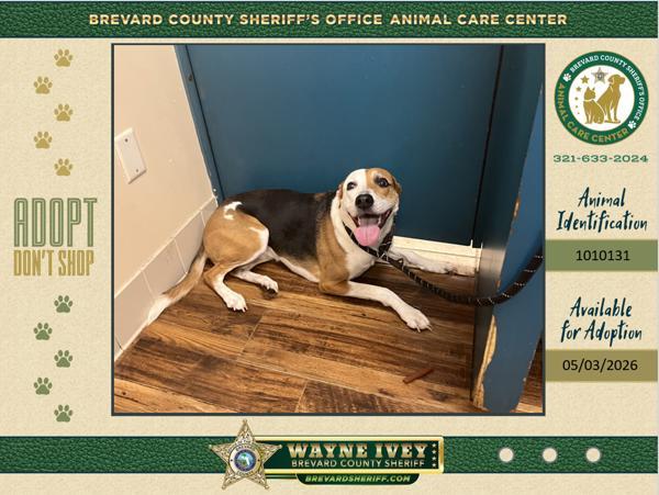 Deja, Adoptable, Adult Female Mixed Breed.