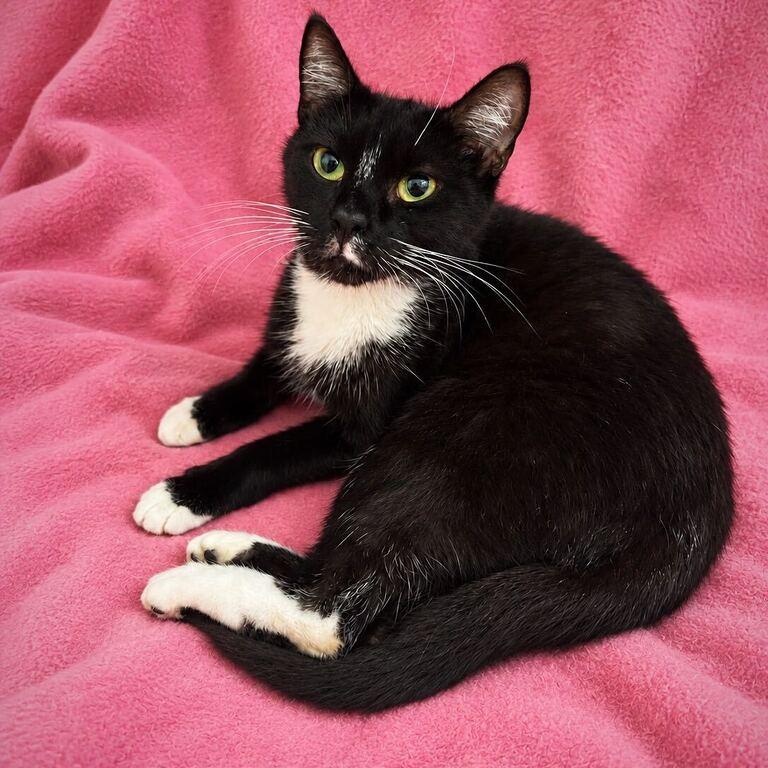 Beulah, ADOPTABLE, Young Female Domestic Short Hair.
