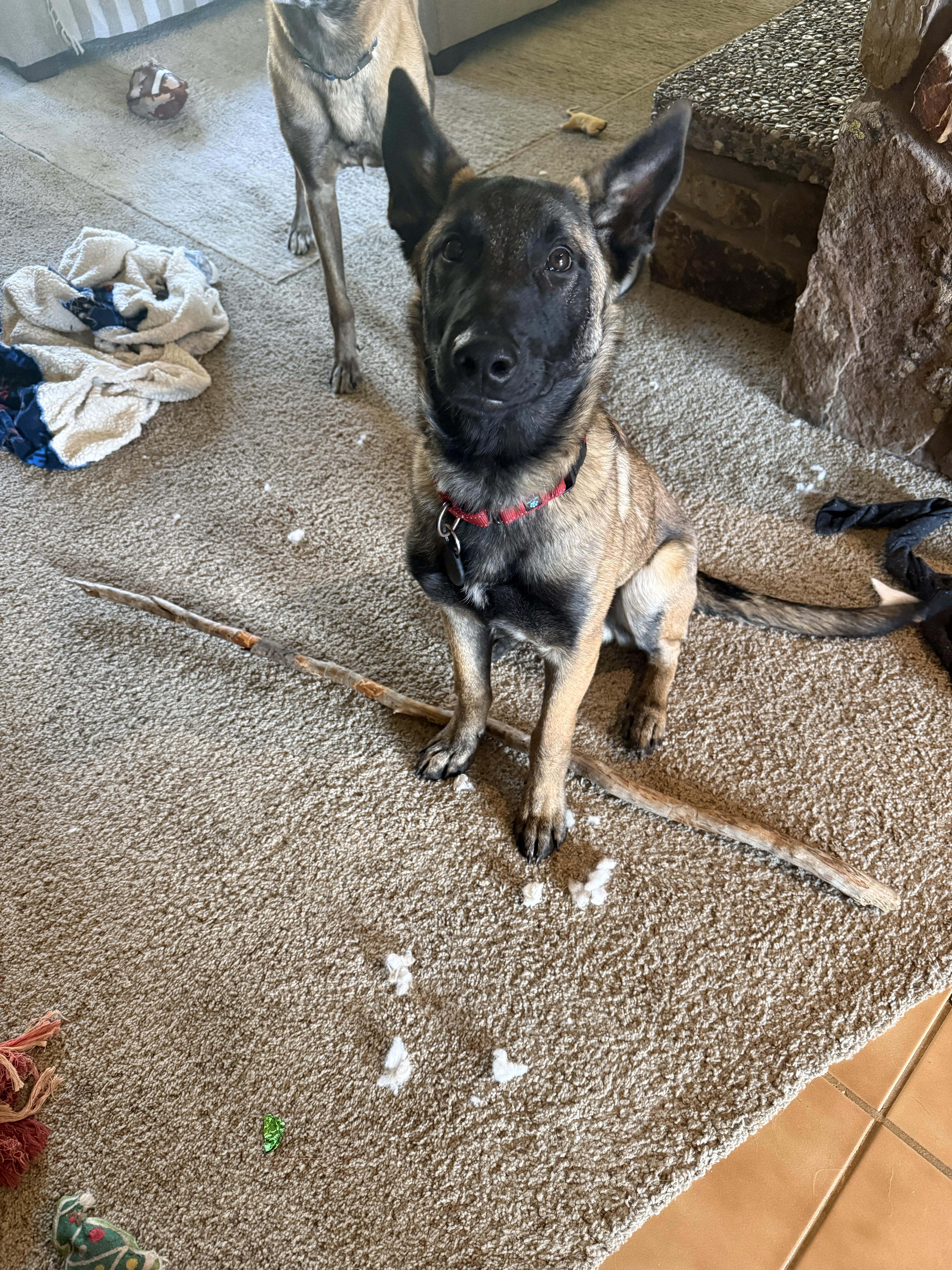 Enlarge Elroy, a Adoptable Belgian Shepherd / Malinois in Vancouver, WA image 1/6