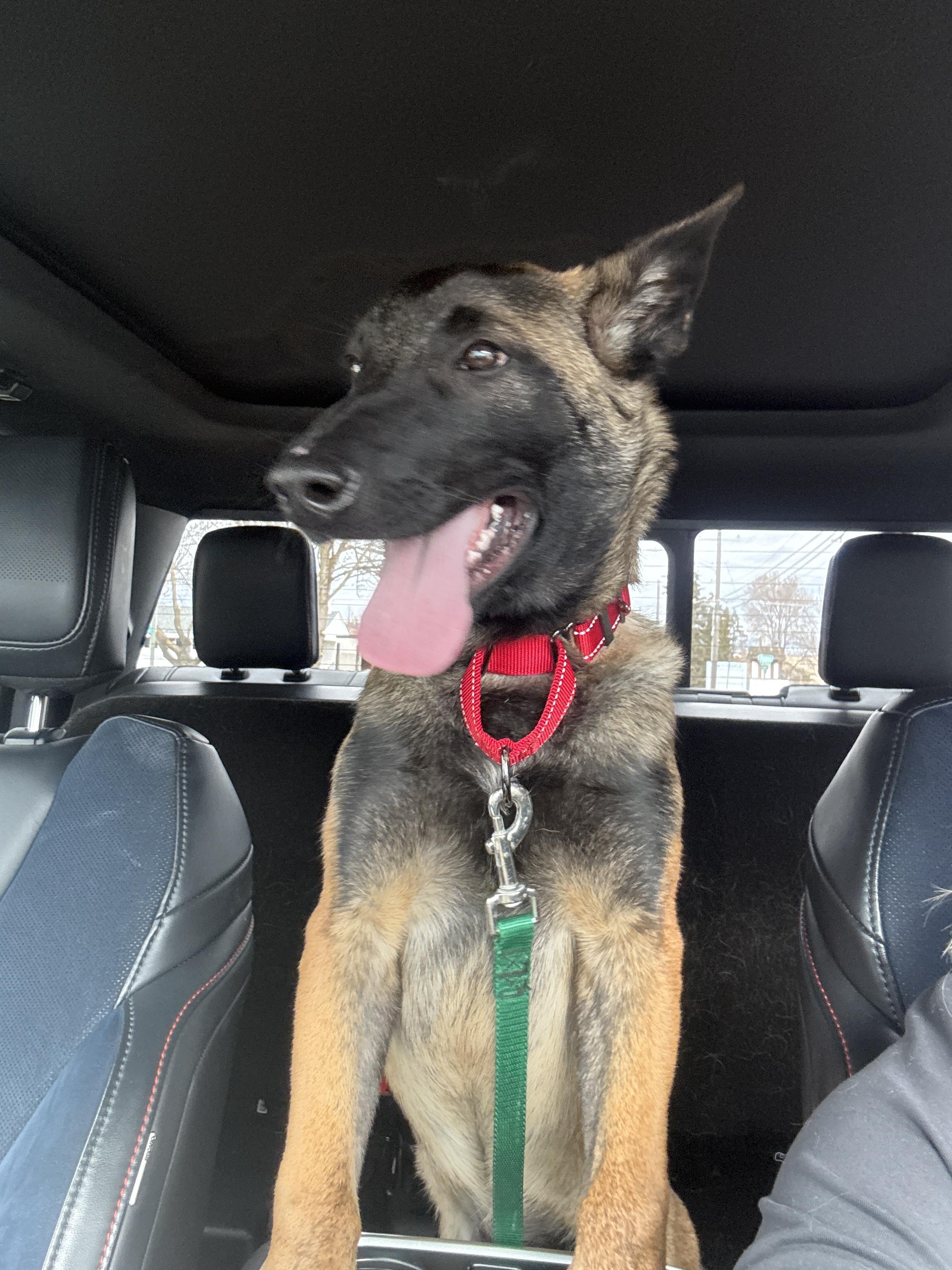 Enlarge Elroy, a Adoptable Belgian Shepherd / Malinois in Vancouver, WA image 2/6