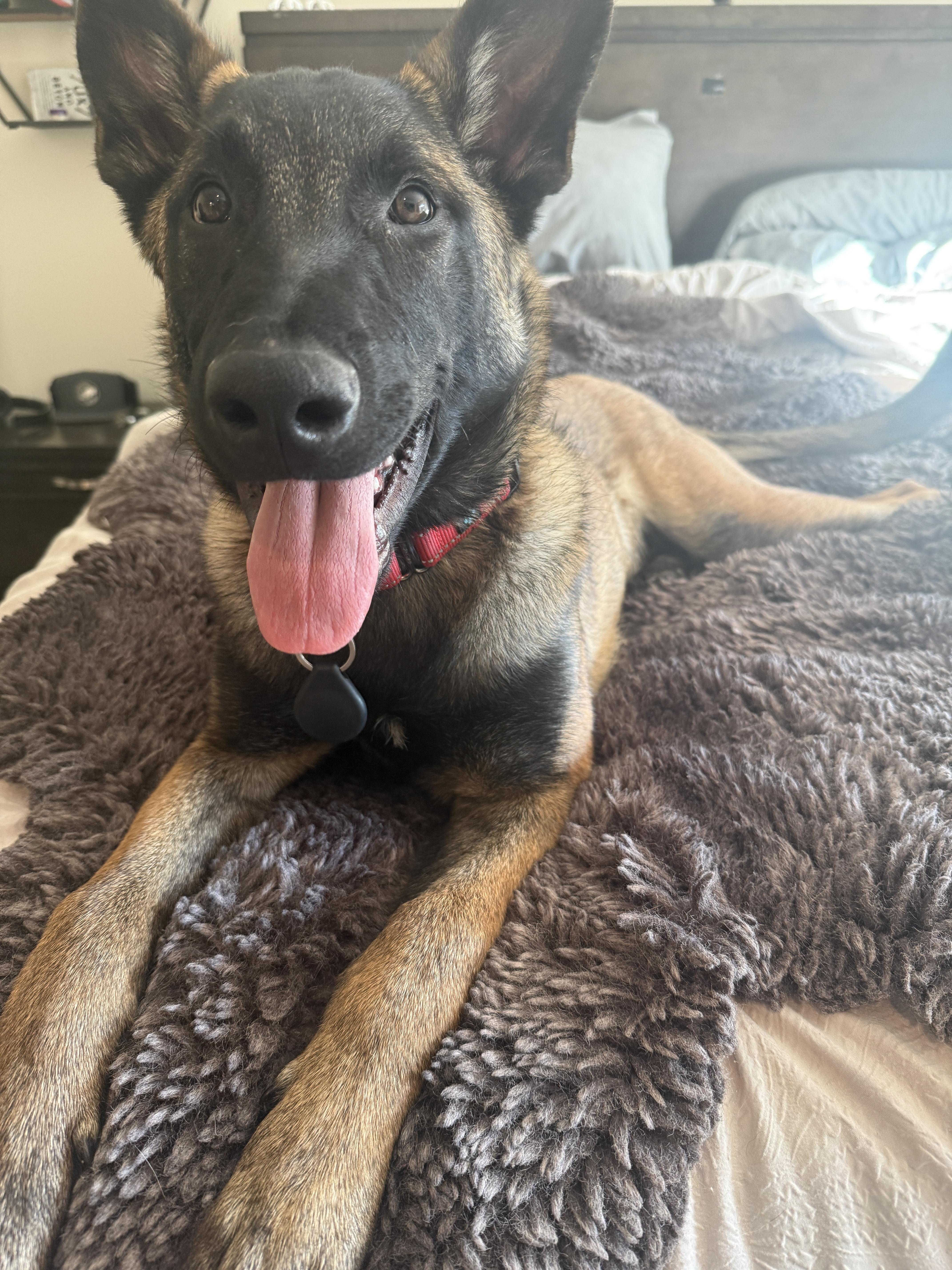 Enlarge Elroy, a Adoptable Belgian Shepherd / Malinois in Vancouver, WA image 3/6
