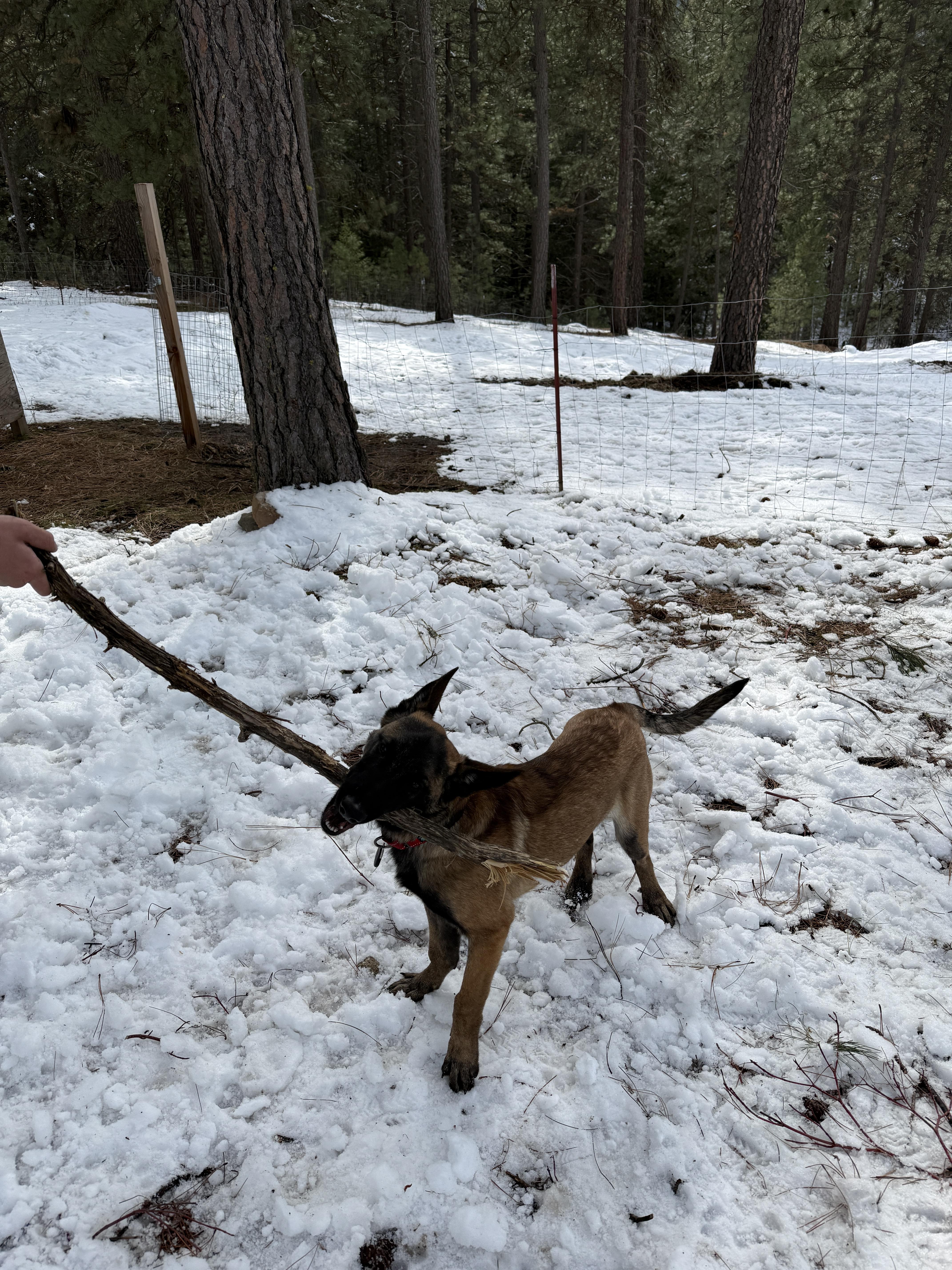Enlarge Elroy, a Adoptable Belgian Shepherd / Malinois in Vancouver, WA image 4/6