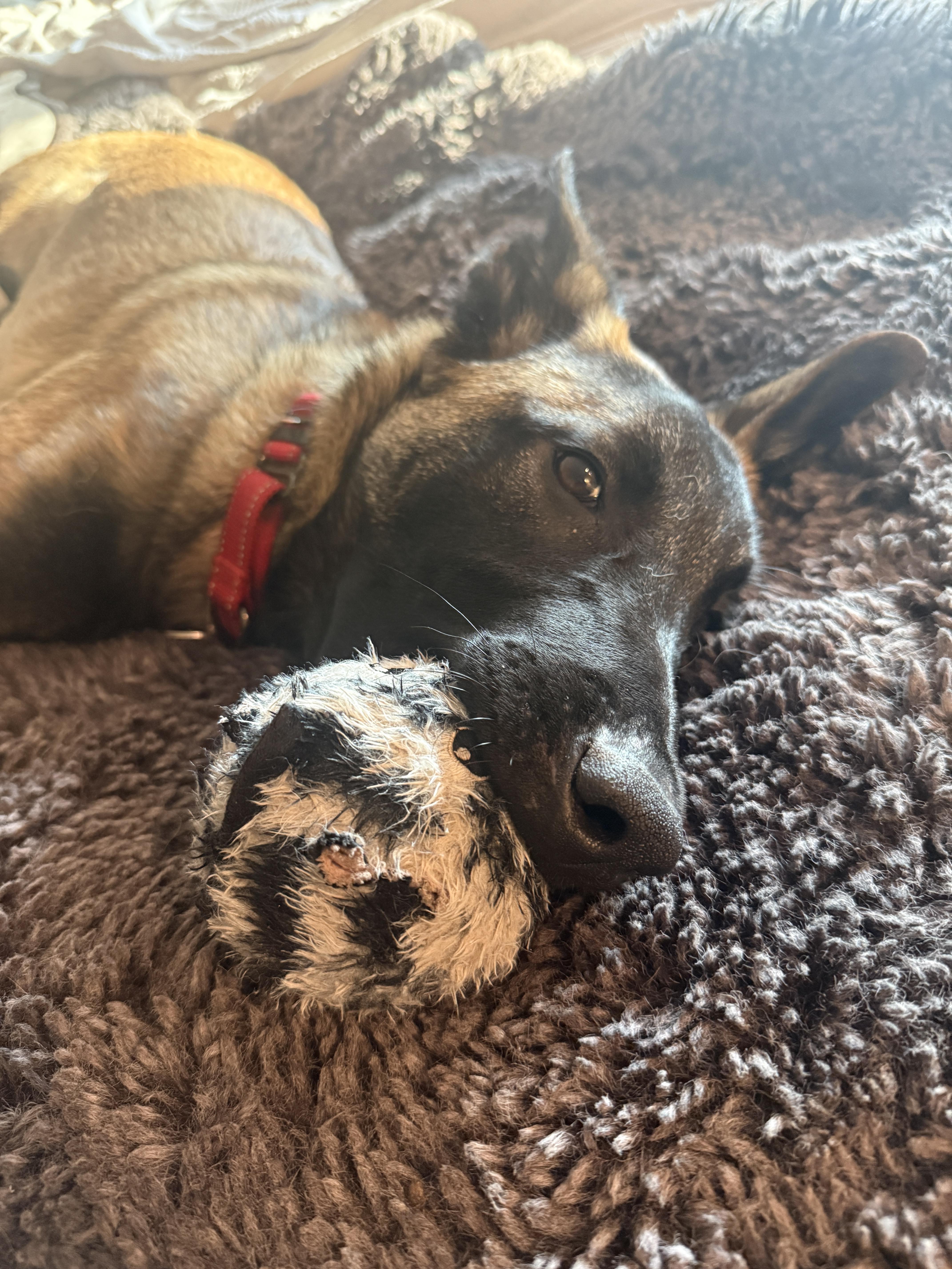 Enlarge Elroy, a Adoptable Belgian Shepherd / Malinois in Vancouver, WA image 5/6