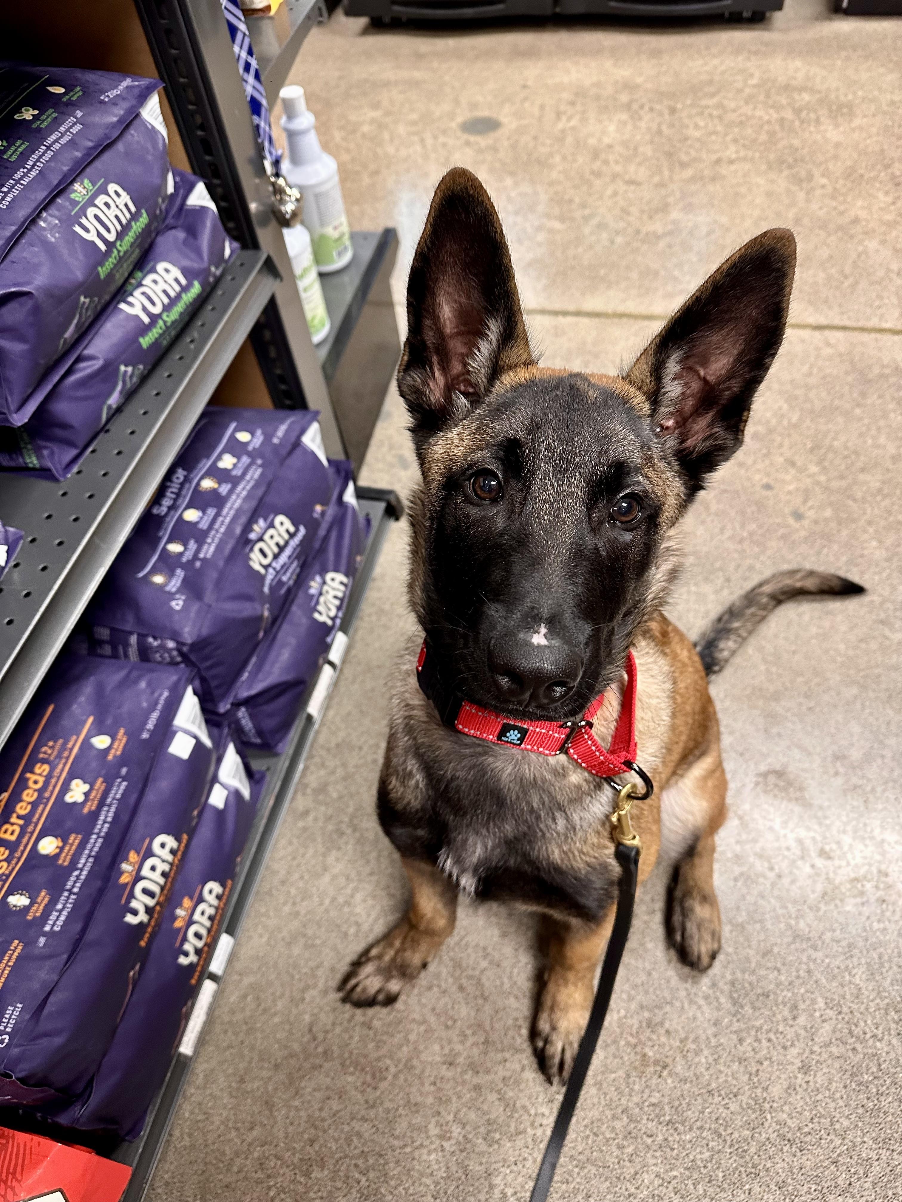 Enlarge Elroy, a Adoptable Belgian Shepherd / Malinois in Vancouver, WA image 6/6