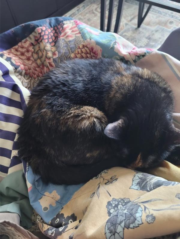 Skid, Adoptable, Adult Female Domestic Short Hair.
