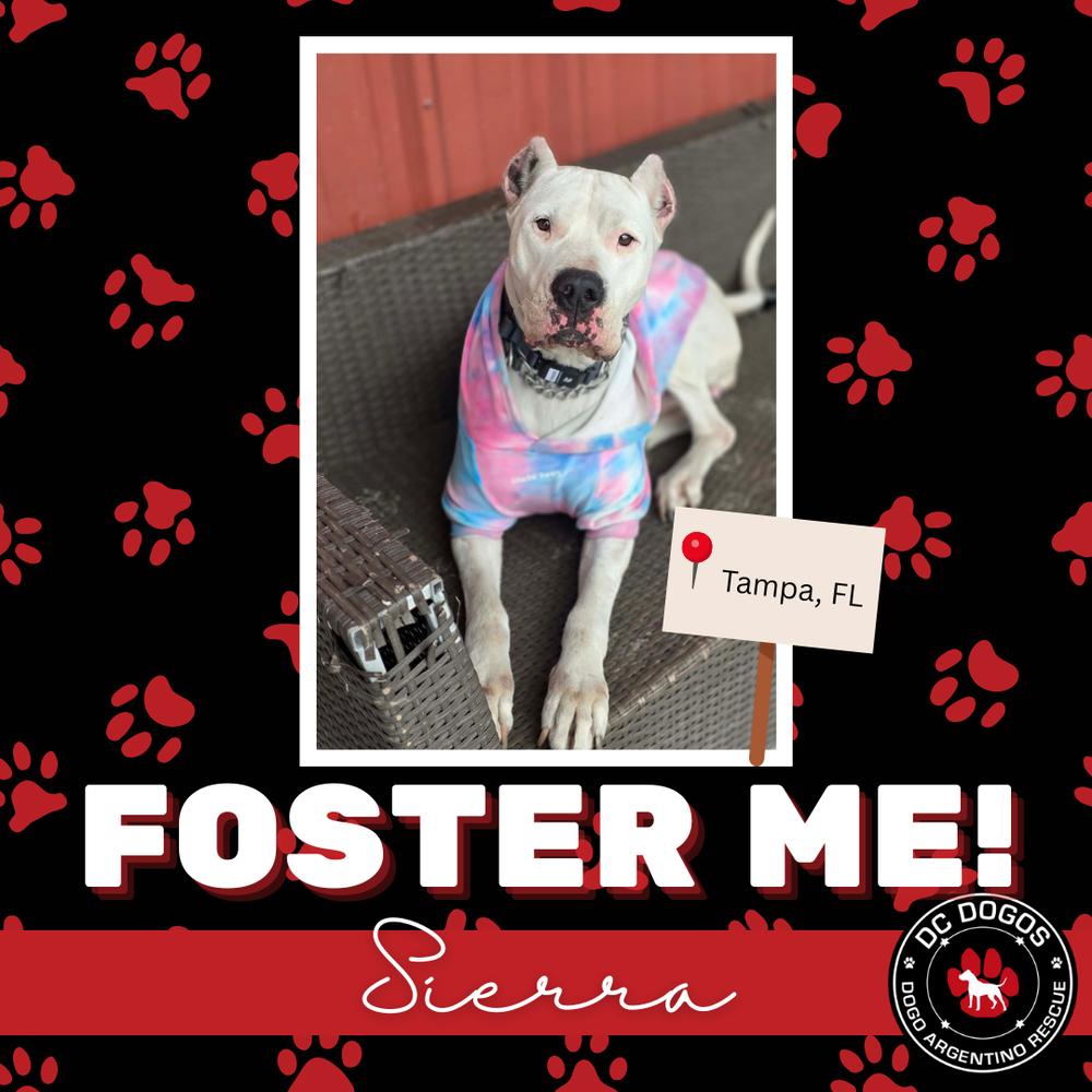 Enlarge Sierra, a ADOPTABLE Dogo Argentino in Tampa, FL image 3/3