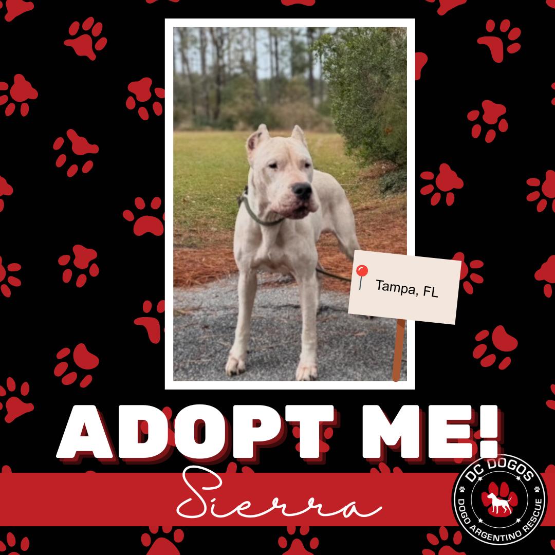 Sierra, ADOPTABLE, Adult Female Dogo Argentino.