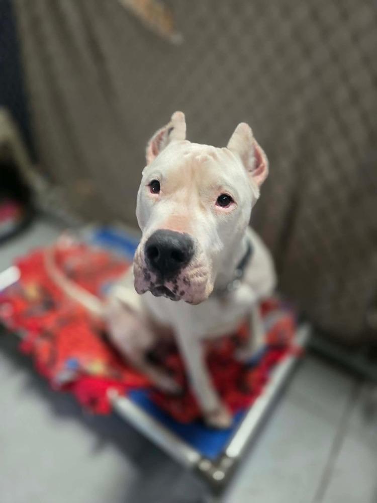 Enlarge Sierra, a ADOPTABLE Dogo Argentino in Tampa, FL image 2/3