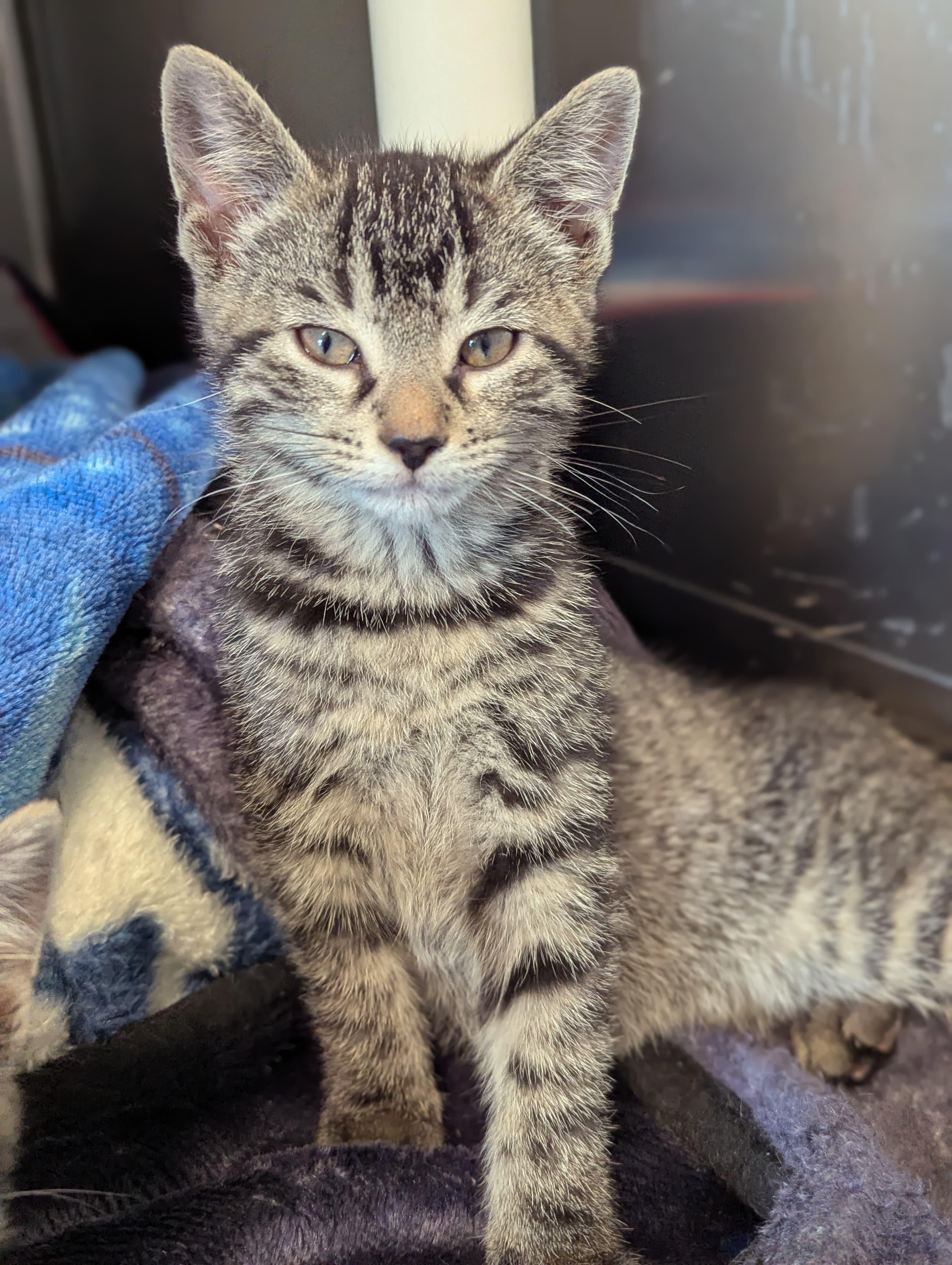 Cece, a ADOPTABLE Domestic Short Hair in Morristown, NJ image 1/4