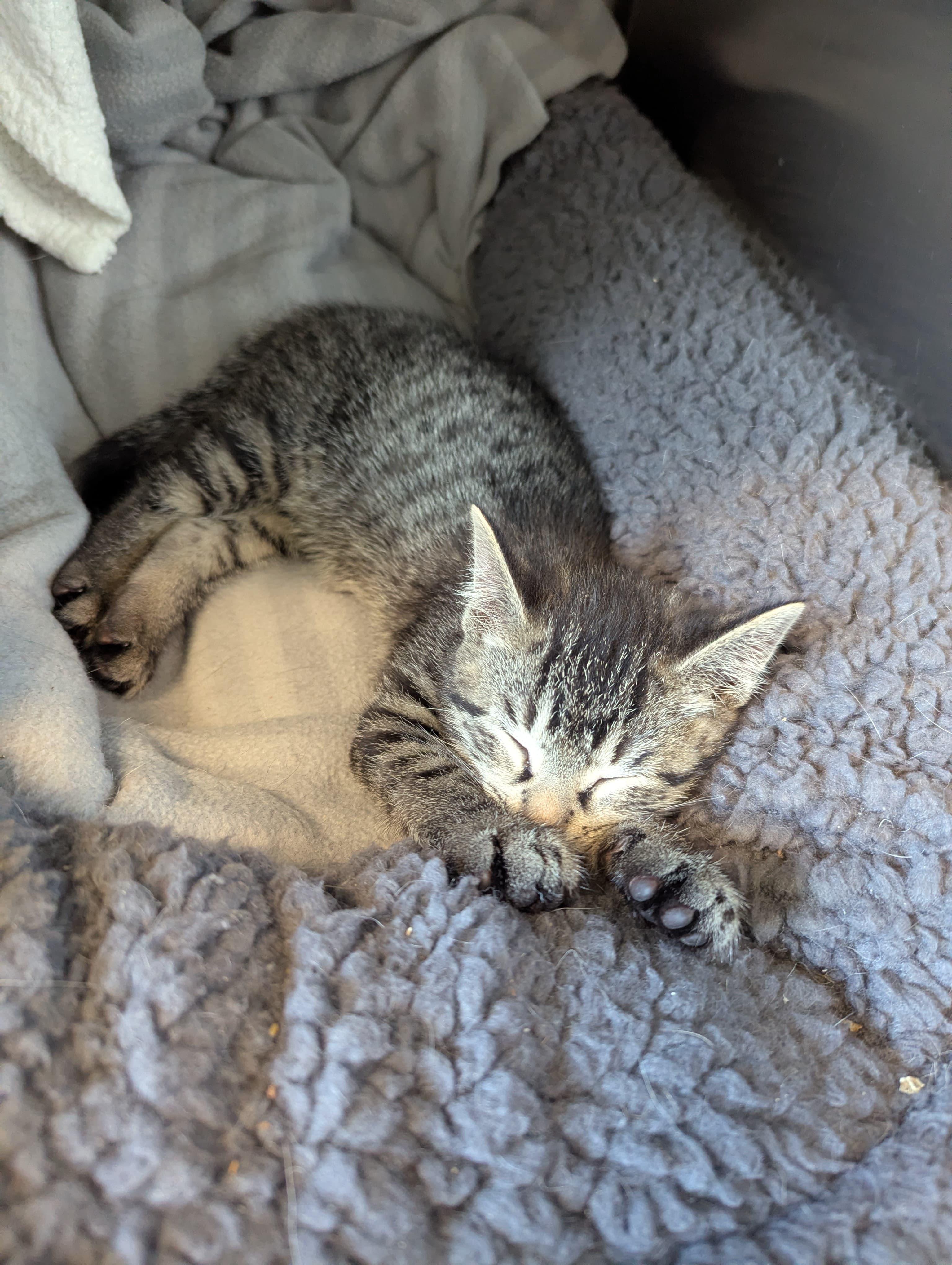 Cece, a ADOPTABLE Domestic Short Hair in Morristown, NJ image 4/4