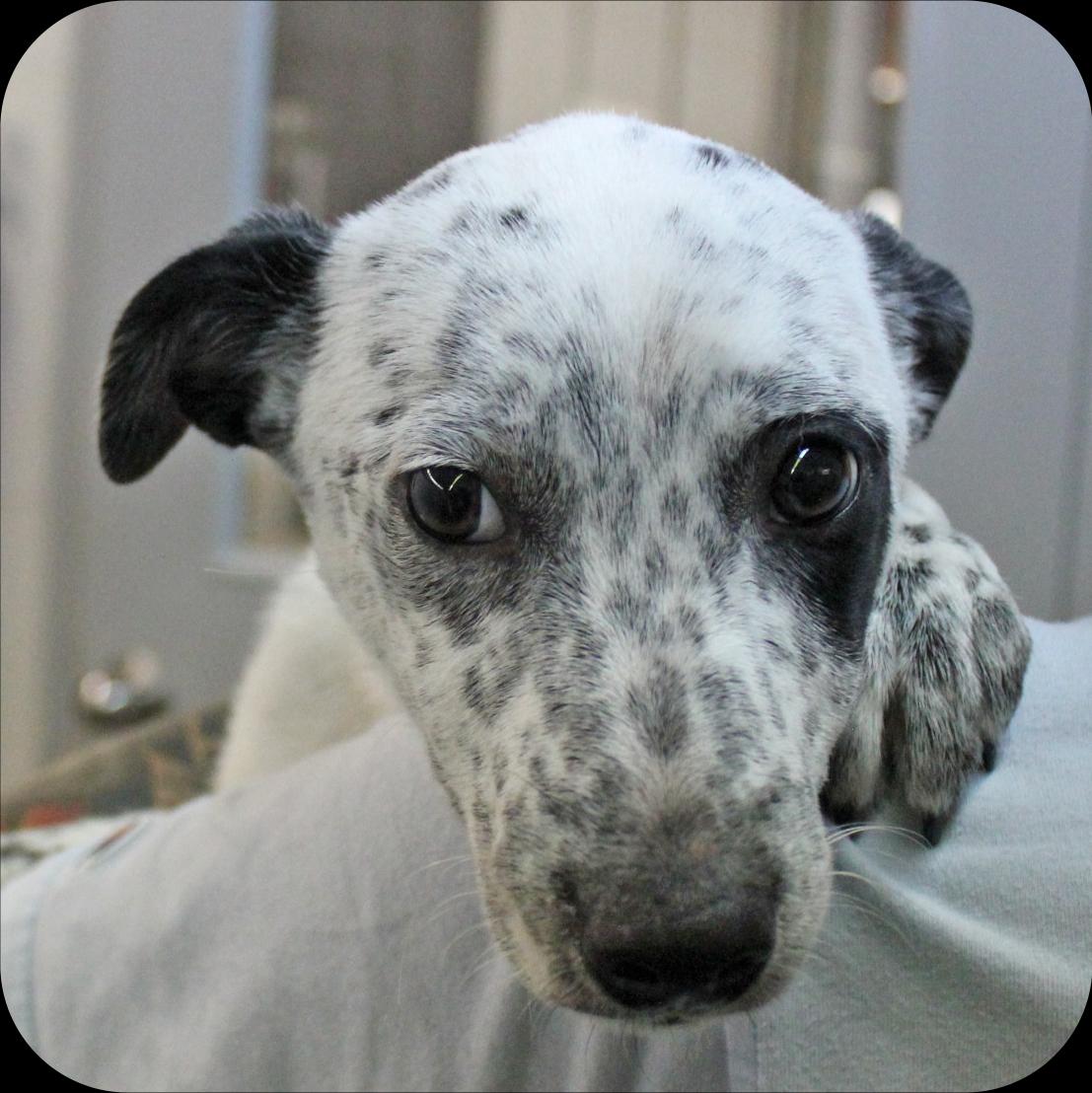 Danny, Adoptable, Puppy Male Mixed Breed.