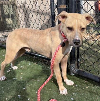 Enlarge Dodge, a Adoptable mixed breed in Chesapeake, VA image 1/3