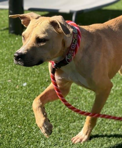 Enlarge Dodge, a Adoptable mixed breed in Chesapeake, VA image 2/3