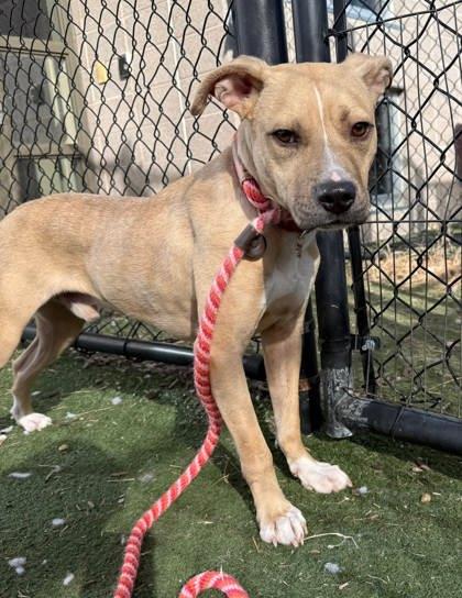 Enlarge Dodge, a Adoptable mixed breed in Chesapeake, VA image 3/3