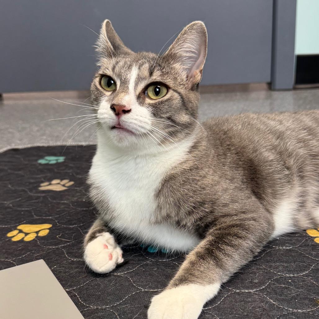 Miracle, Adoptable, Young Female Domestic Short Hair.