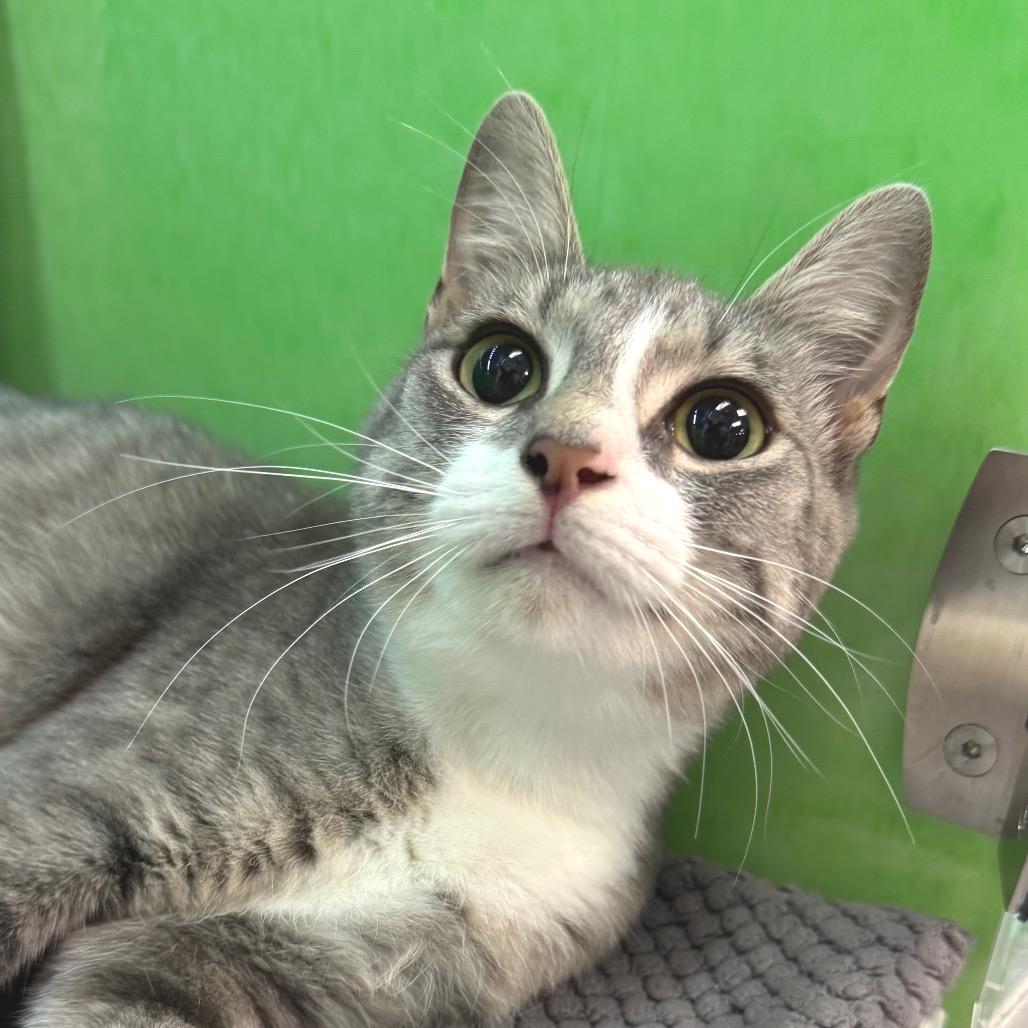 Miracle, a Adoptable Domestic Short Hair in Zimmerman, MN image 2/5