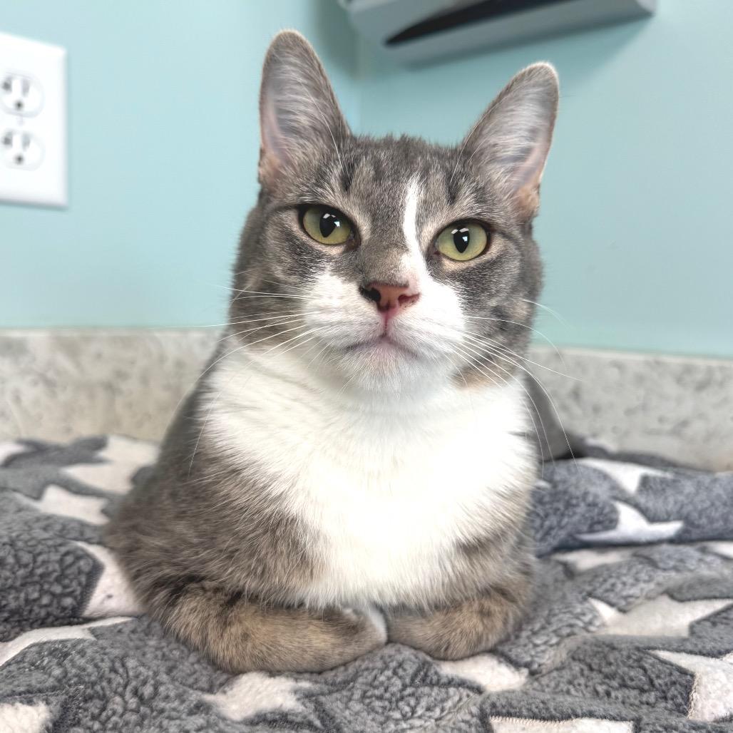 Miracle, a Adoptable Domestic Short Hair in Zimmerman, MN image 3/5