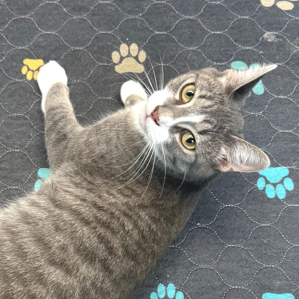 Miracle, a Adoptable Domestic Short Hair in Zimmerman, MN image 4/5