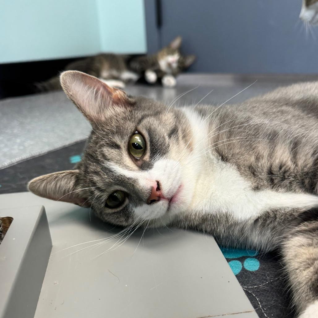 Miracle, a Adoptable Domestic Short Hair in Zimmerman, MN image 5/5