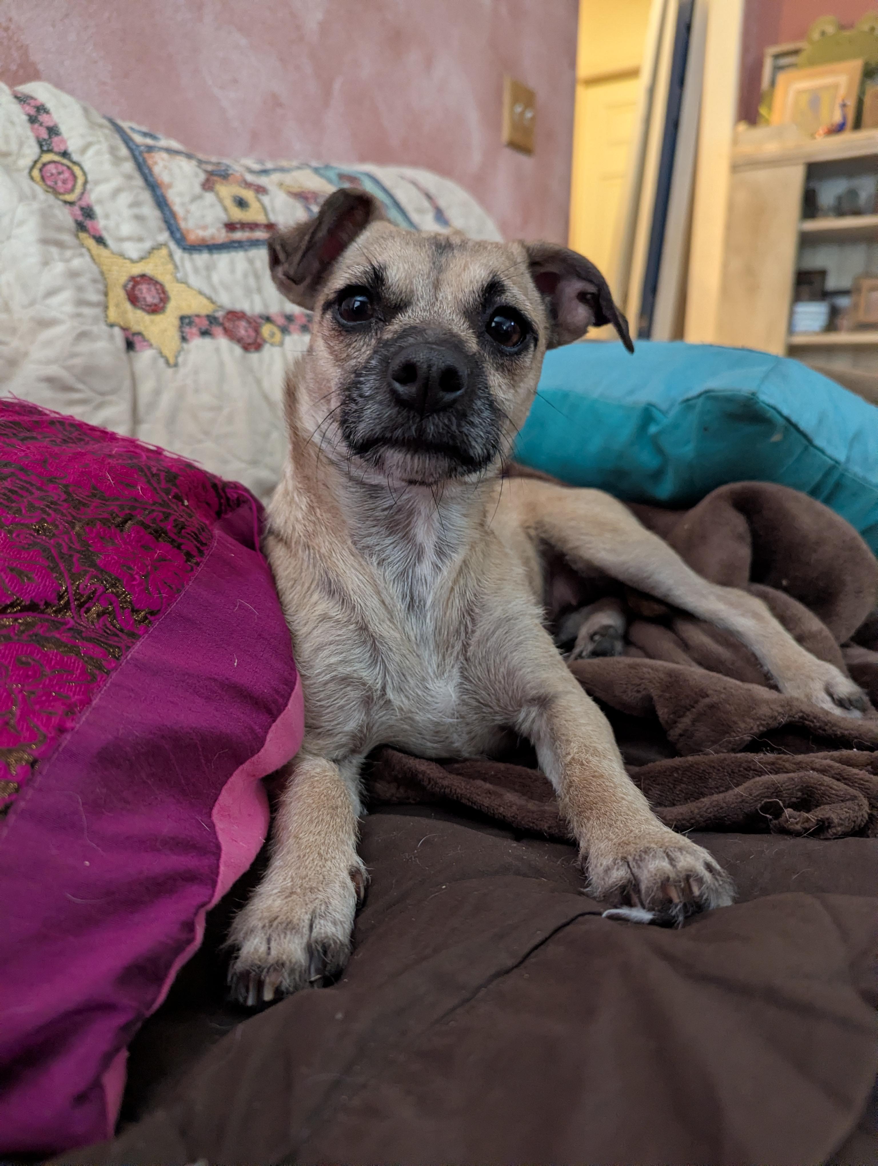 Enlarge Giggles, a ADOPTABLE mixed breed in San Jose, CA image 4/4