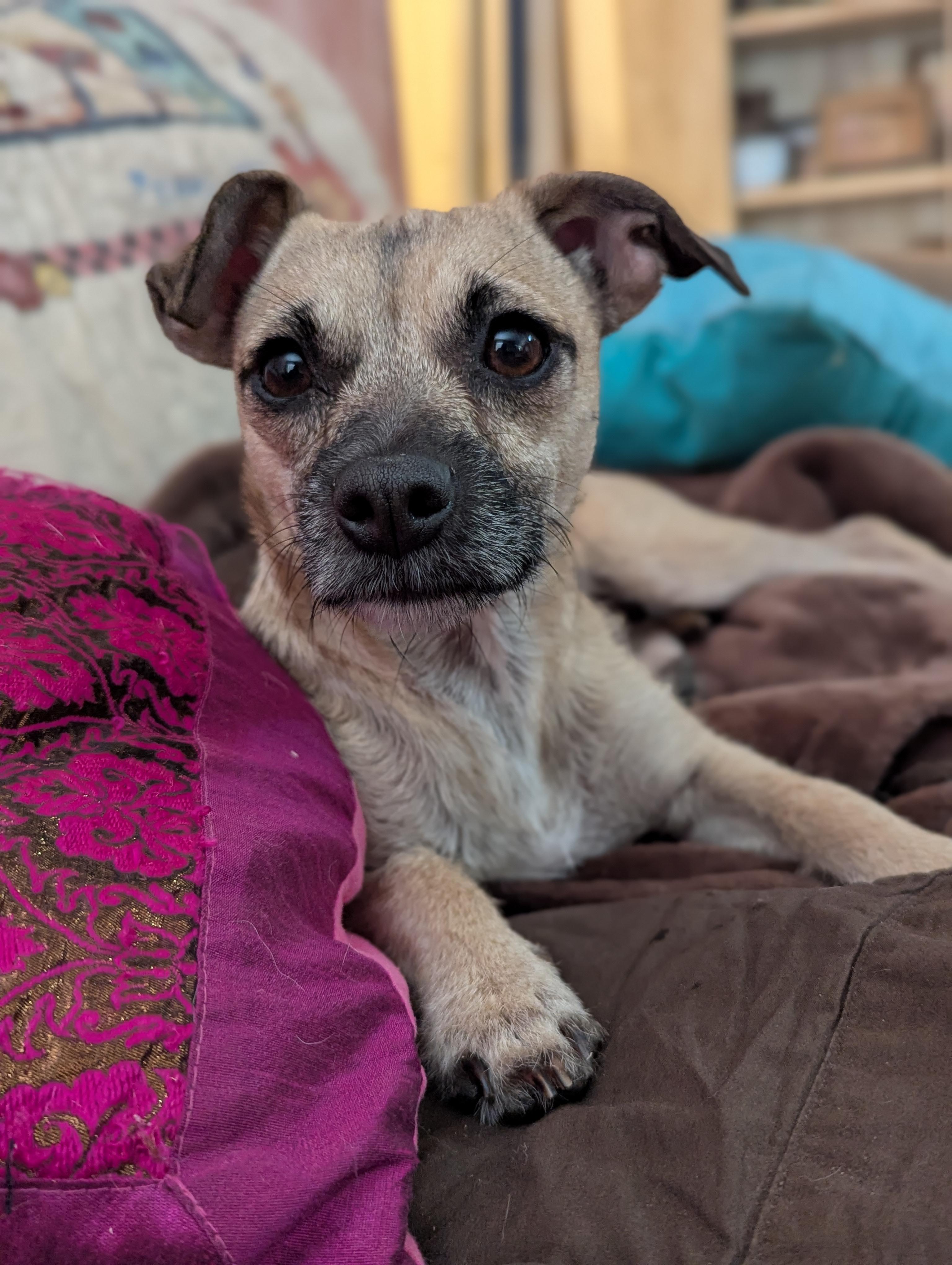 Enlarge Giggles, a ADOPTABLE mixed breed in San Jose, CA image 1/4