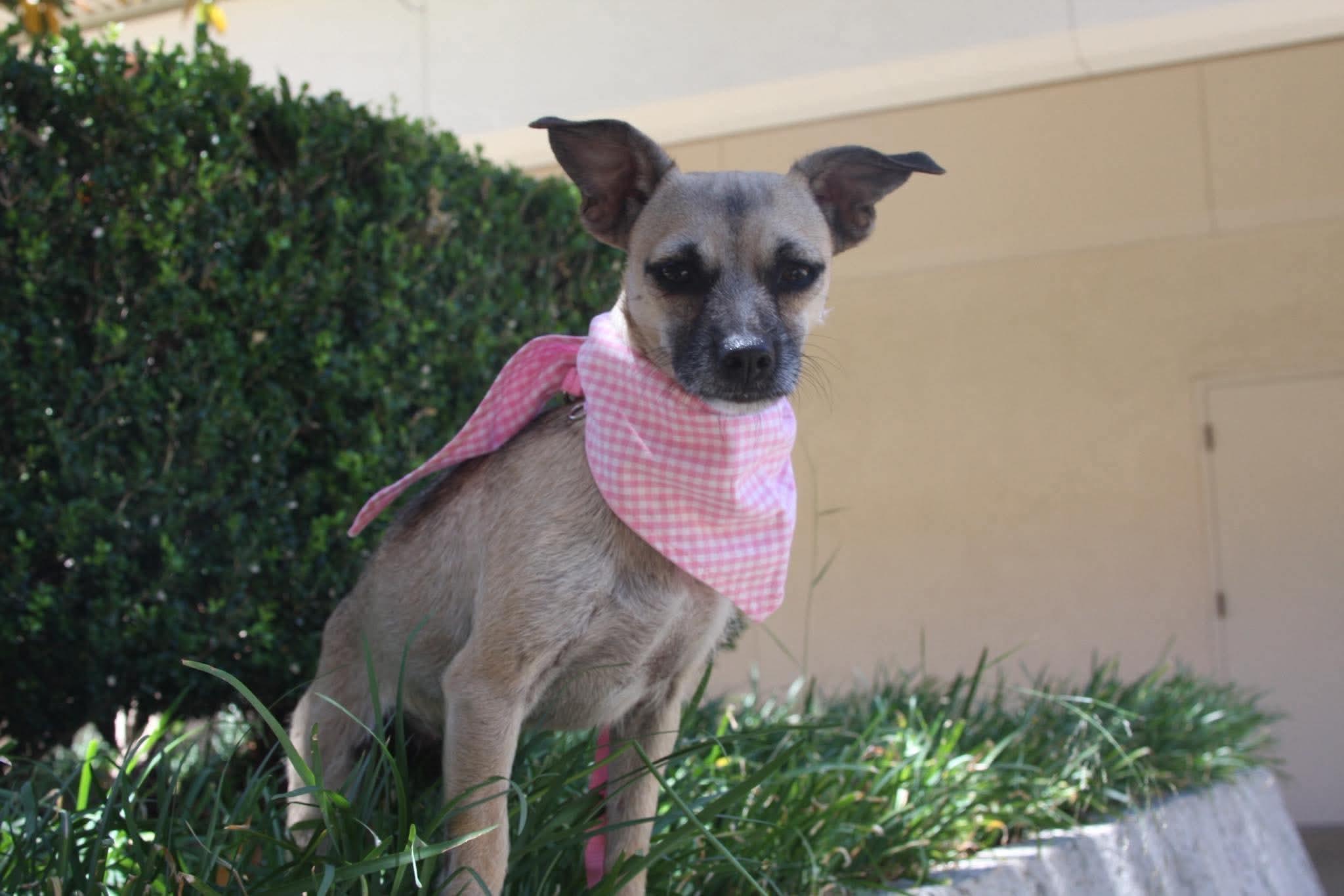 Giggles, a ADOPTABLE mixed breed in San Jose, CA image 1/5