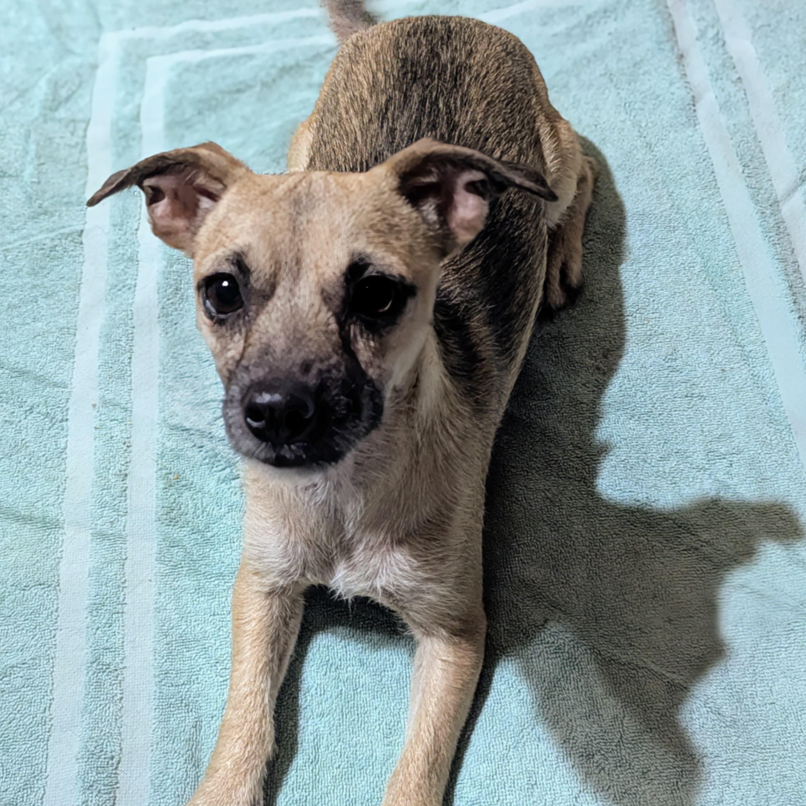 Enlarge Giggles, a ADOPTABLE mixed breed in San Jose, CA image 2/4