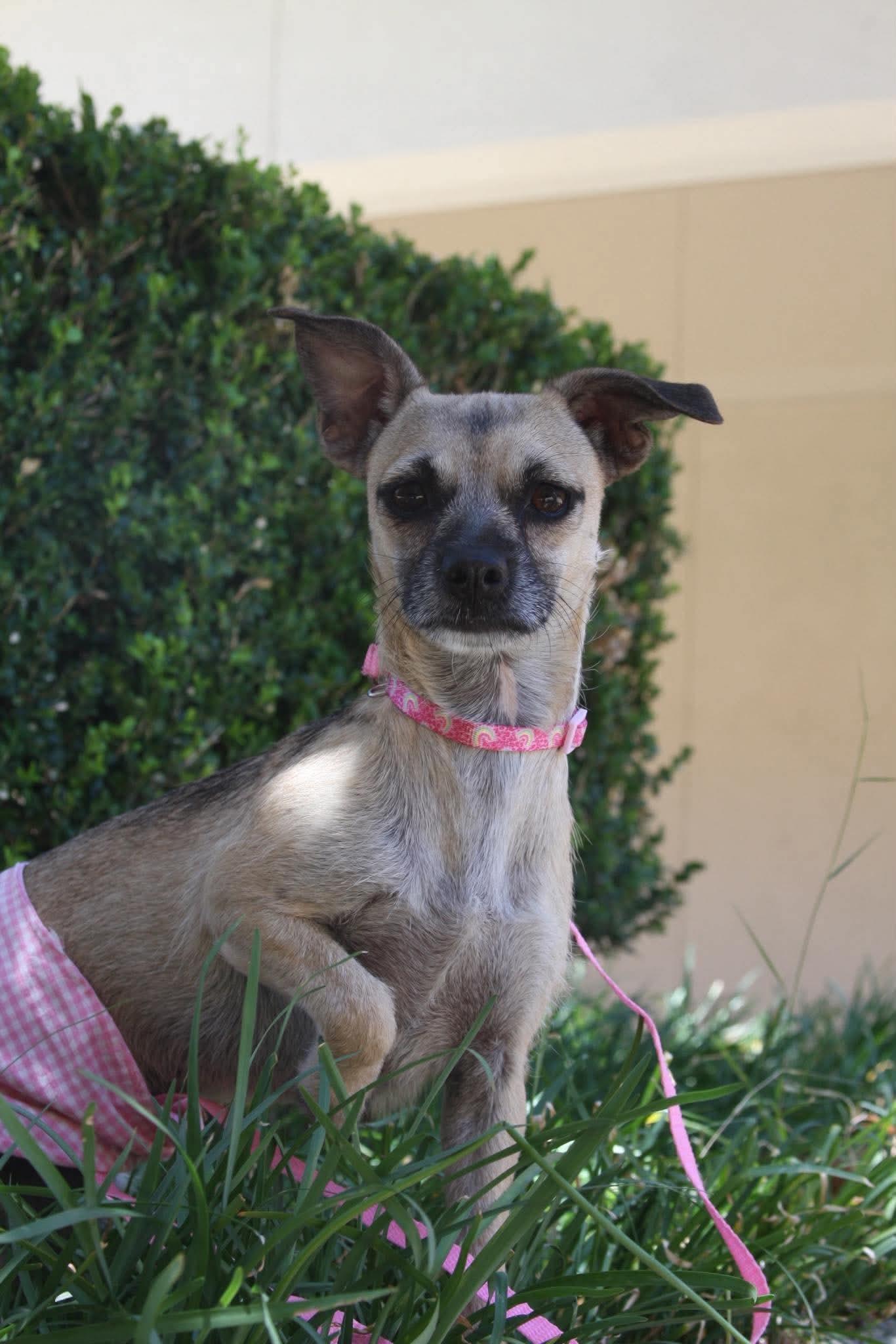 Giggles, a ADOPTABLE mixed breed in San Jose, CA image 5/5