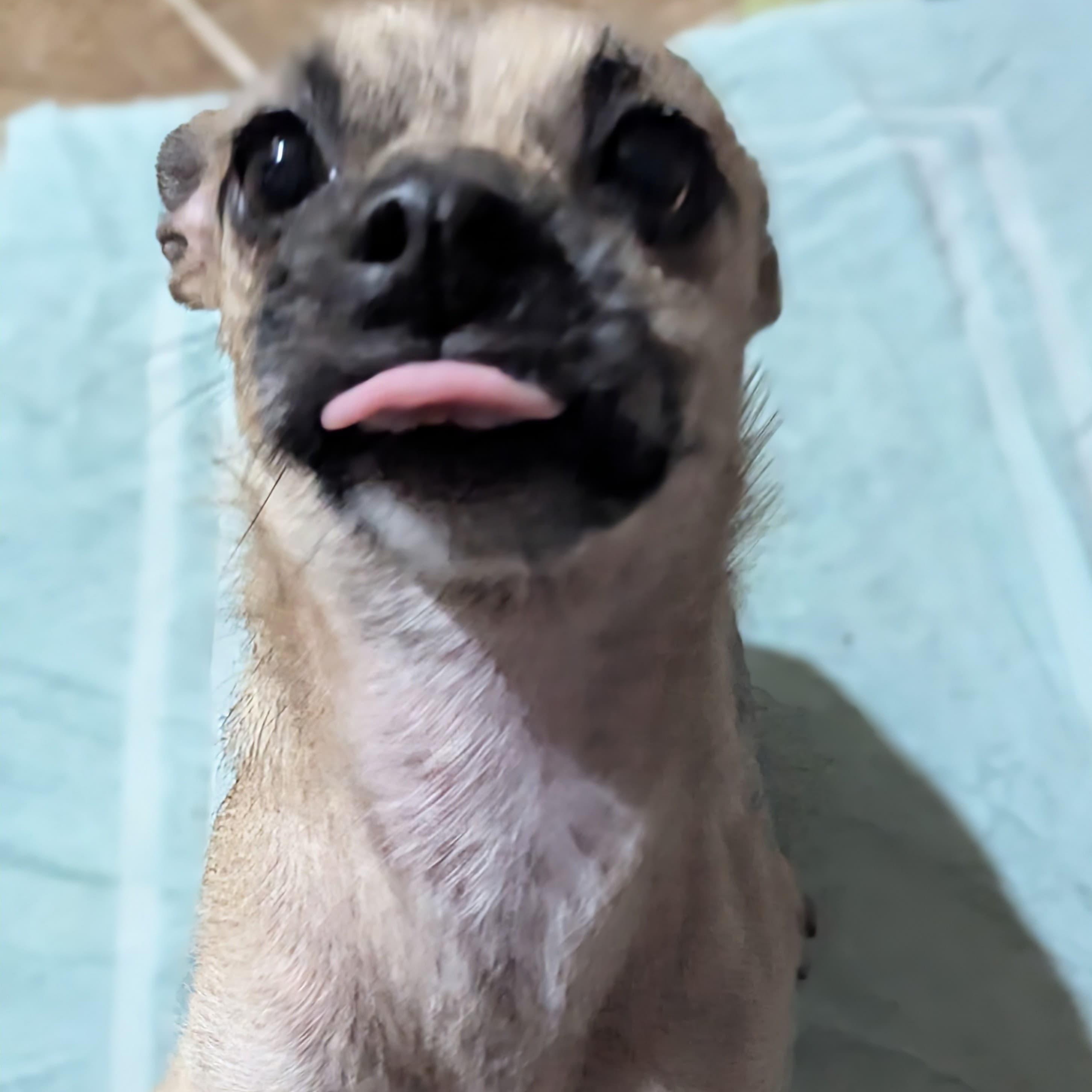 Enlarge Giggles, a ADOPTABLE mixed breed in San Jose, CA image 3/4