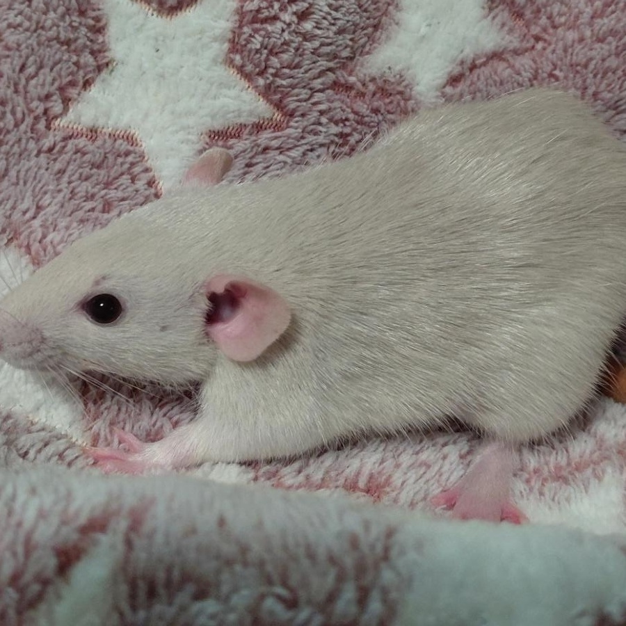 Friday, Adoptable, Baby Female Rat.