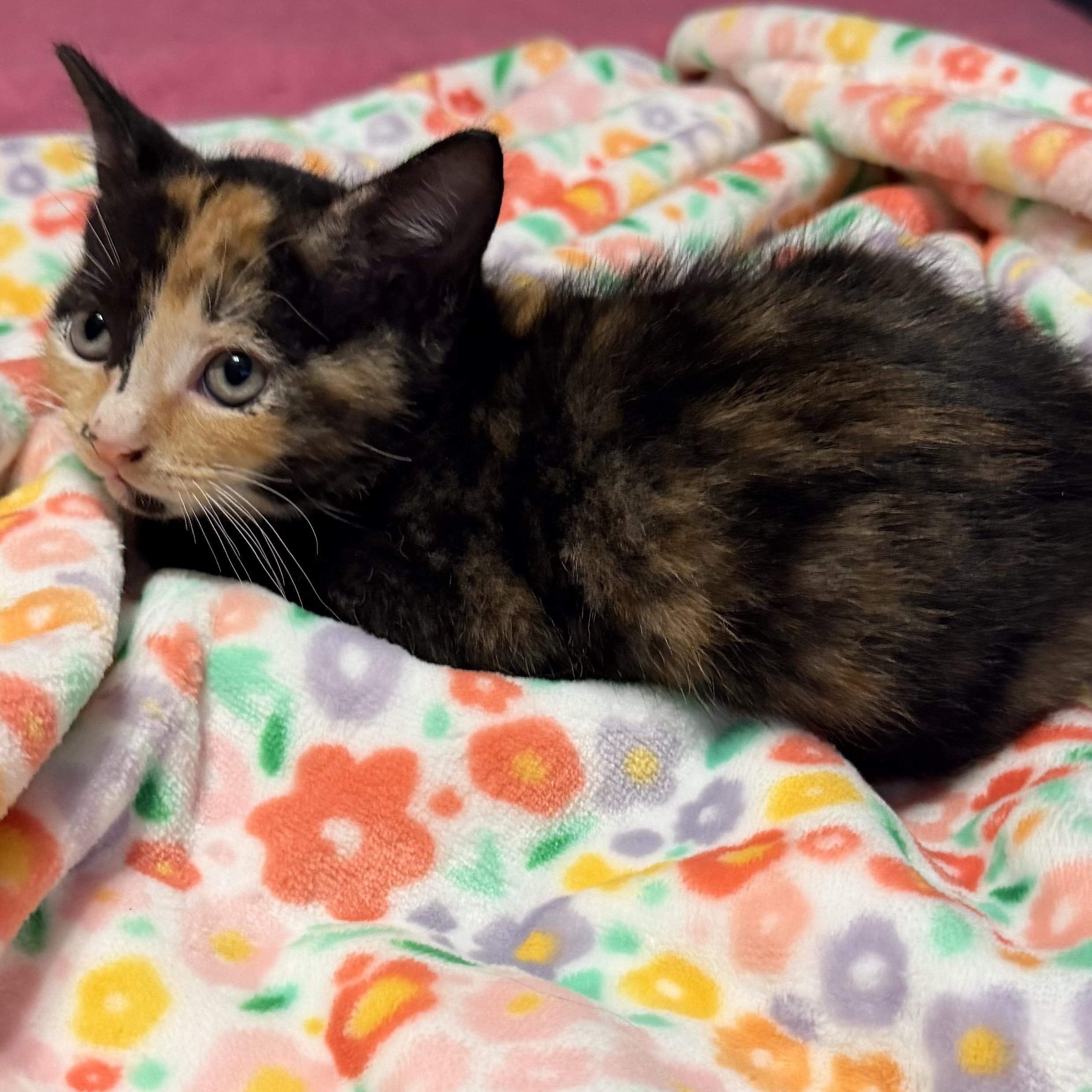 Enlarge Coral, a ADOPTABLE mixed breed in Boston, MA image 3/4