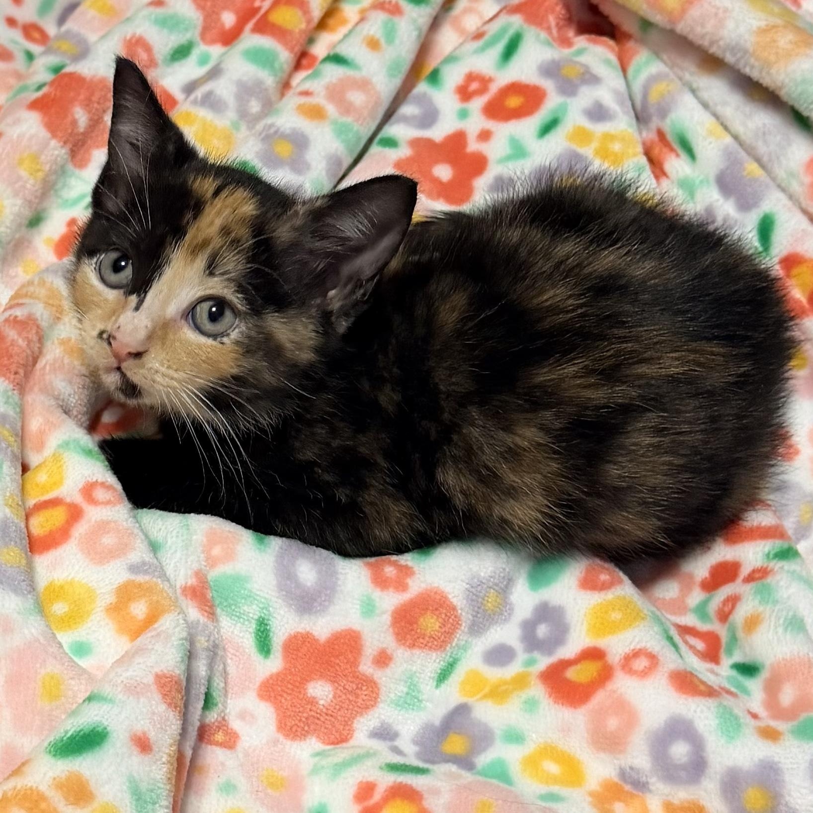 Enlarge Coral, a ADOPTABLE mixed breed in Boston, MA image 4/4