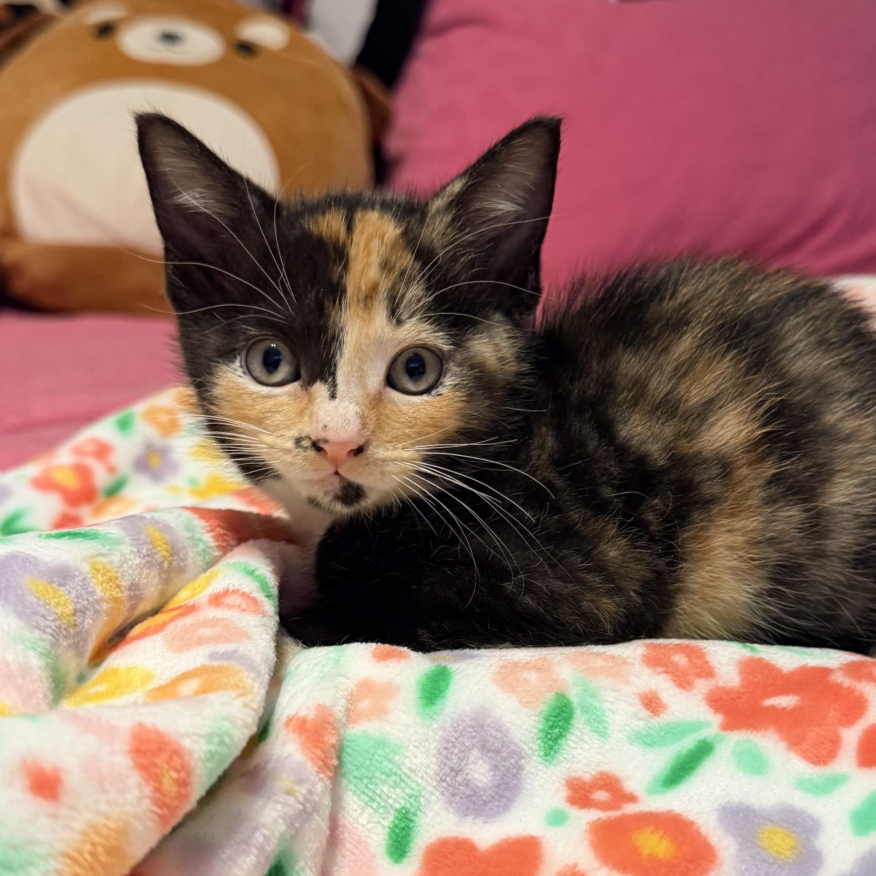 Enlarge Coral, a ADOPTABLE mixed breed in Boston, MA image 2/4