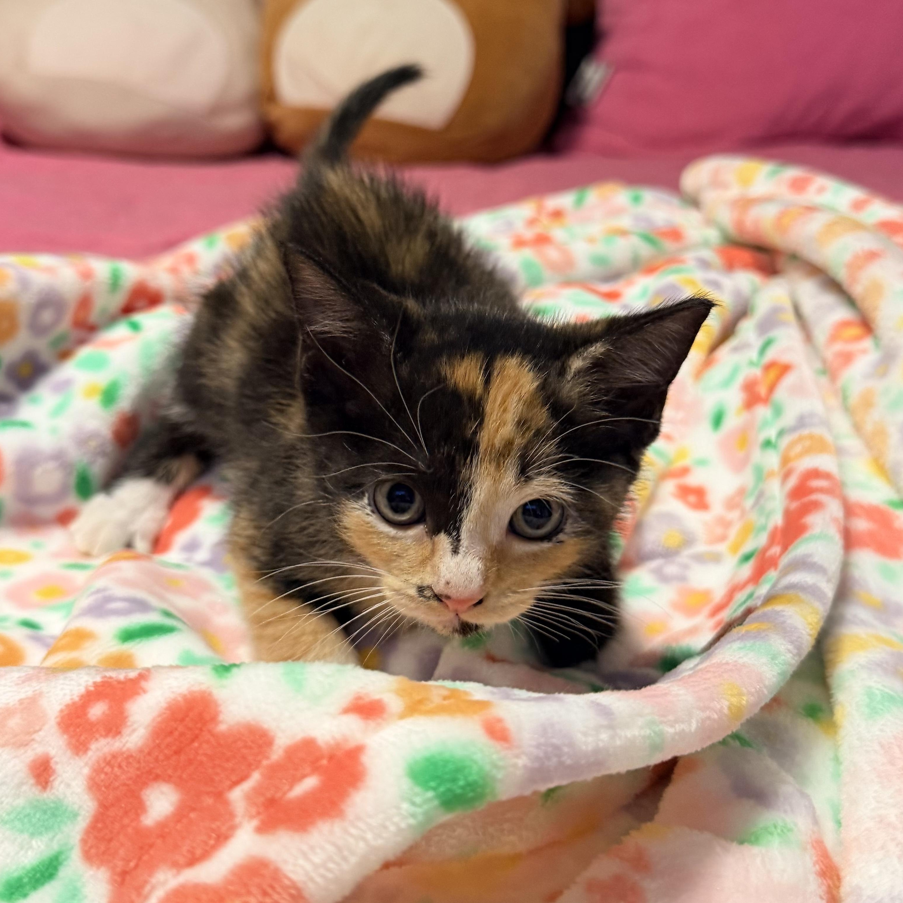 Coral, ADOPTABLE, Kitten Female Calico & Tortoiseshell.