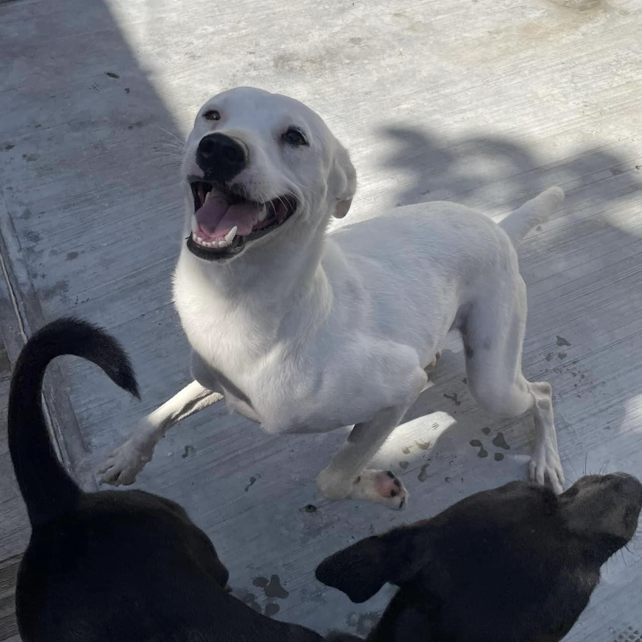 Dog for adoption Saki, a Mixed Breed in London, ON Petfinder