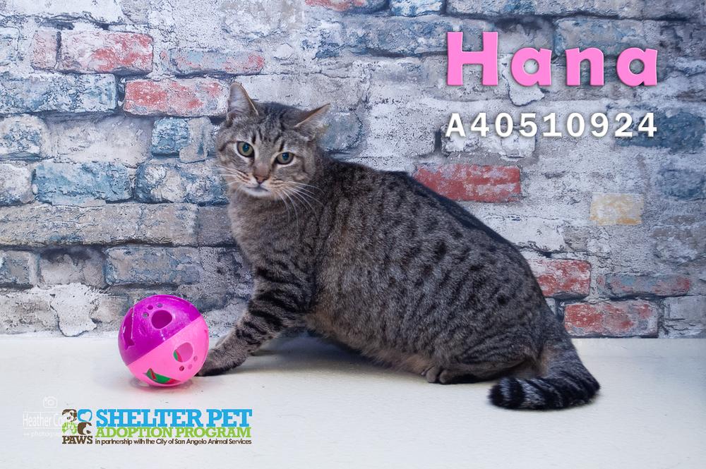 Hana, Adopted, Adult Female American Shorthair.