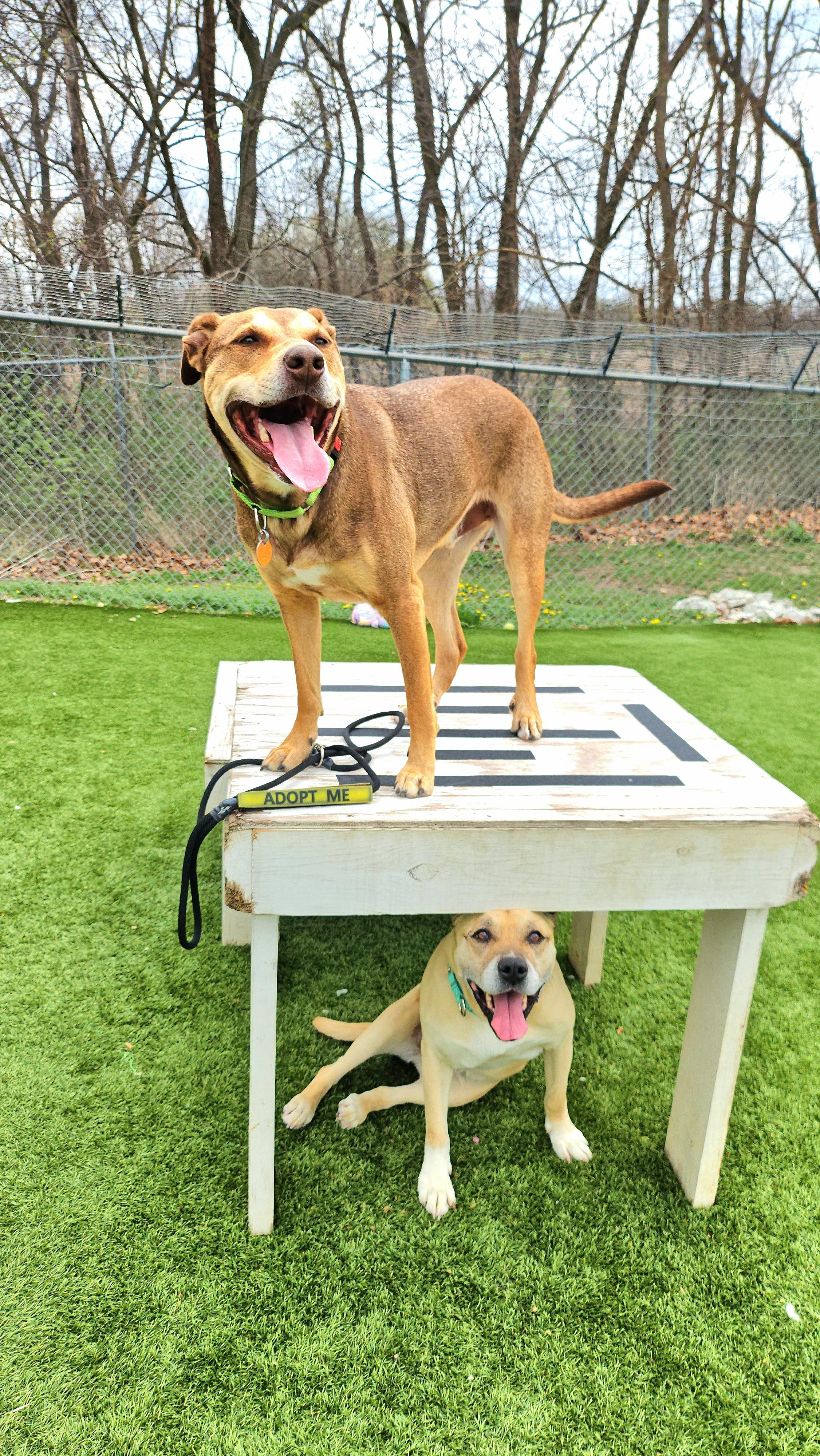 Enlarge Sunshine, a ADOPTABLE mixed breed in Smithville, MO image 3/5