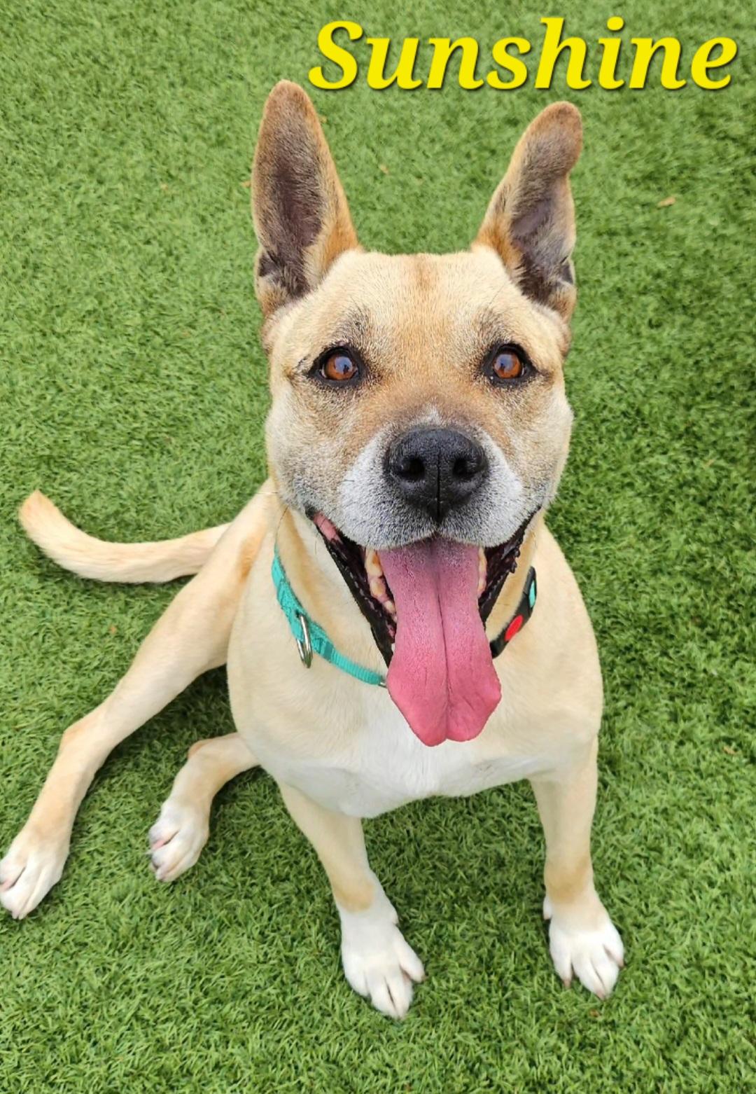 Enlarge Sunshine, a ADOPTABLE mixed breed in Smithville, MO image 1/5