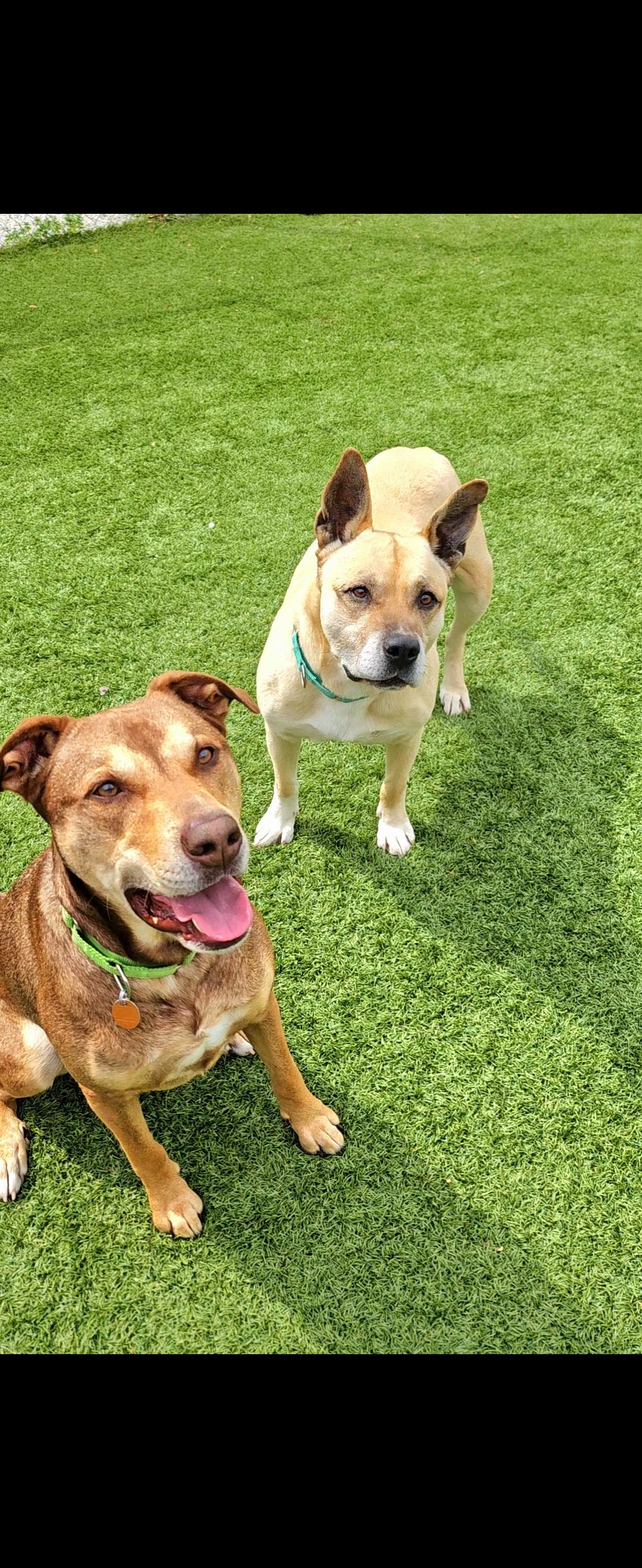 Enlarge Sunshine, a ADOPTABLE mixed breed in Smithville, MO image 2/5