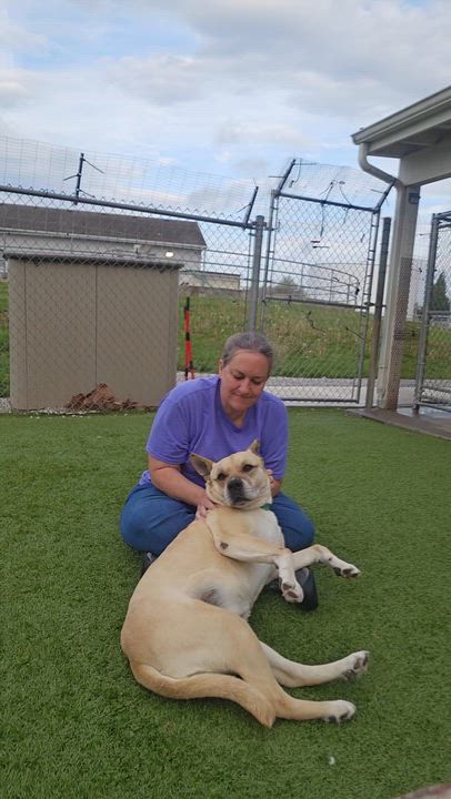 Enlarge Sunshine, a ADOPTABLE mixed breed in Smithville, MO video 4/5