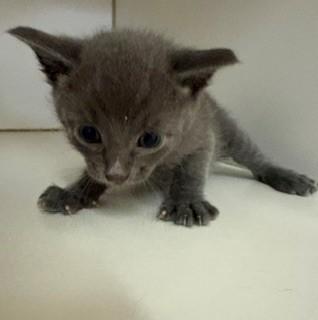 Enlarge Trouble, a ADOPTABLE Domestic Short Hair in Mason City, IA image 3/3