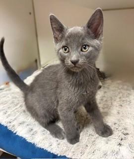 Enlarge Trouble, a ADOPTABLE Domestic Short Hair in Mason City, IA image 1/3