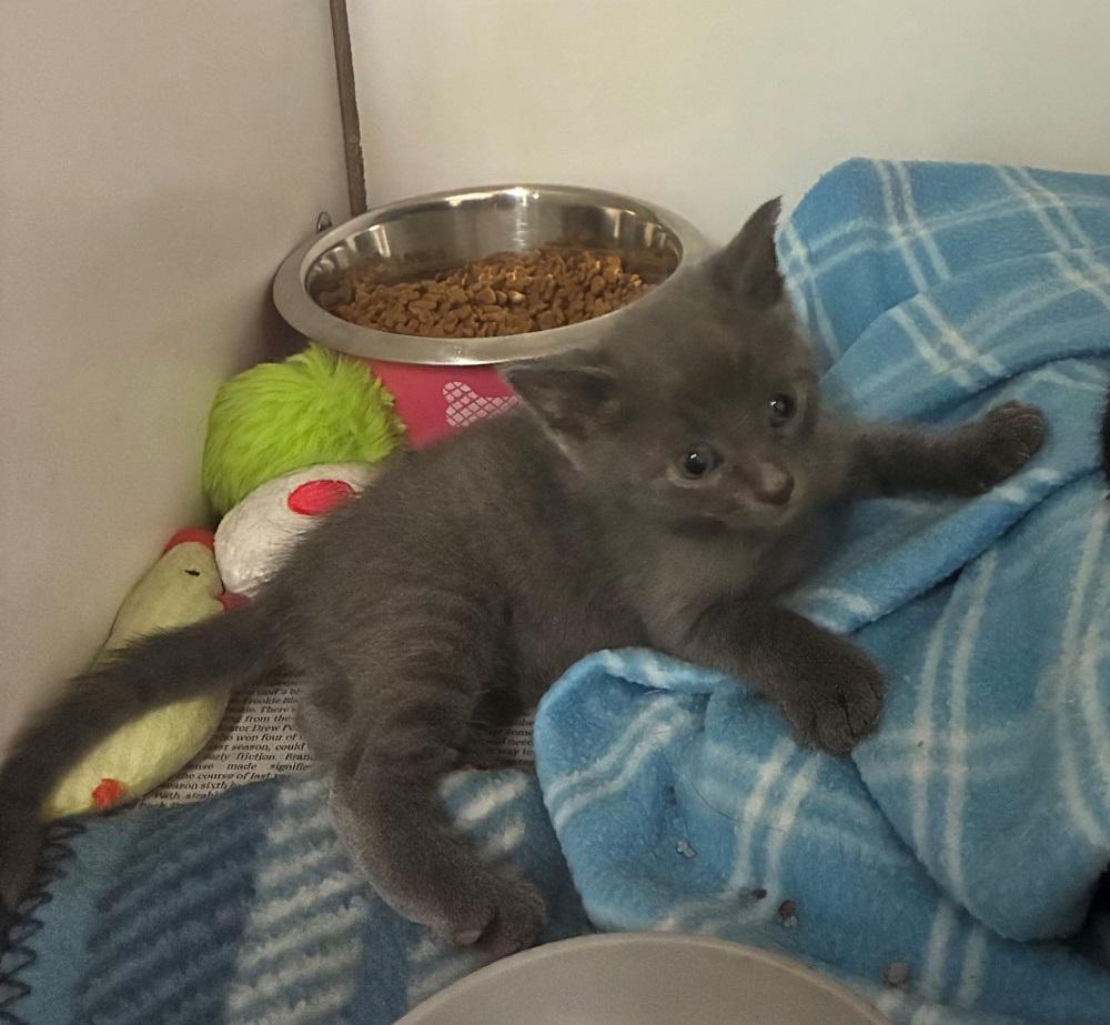 Enlarge Trouble, a ADOPTABLE Domestic Short Hair in Mason City, IA image 2/3
