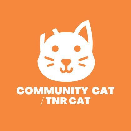 59114452, Adoptable, Young Male Domestic Short Hair.