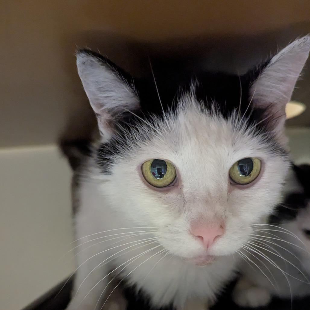 Monroe, Adoptable, Adult Female Domestic Short Hair.