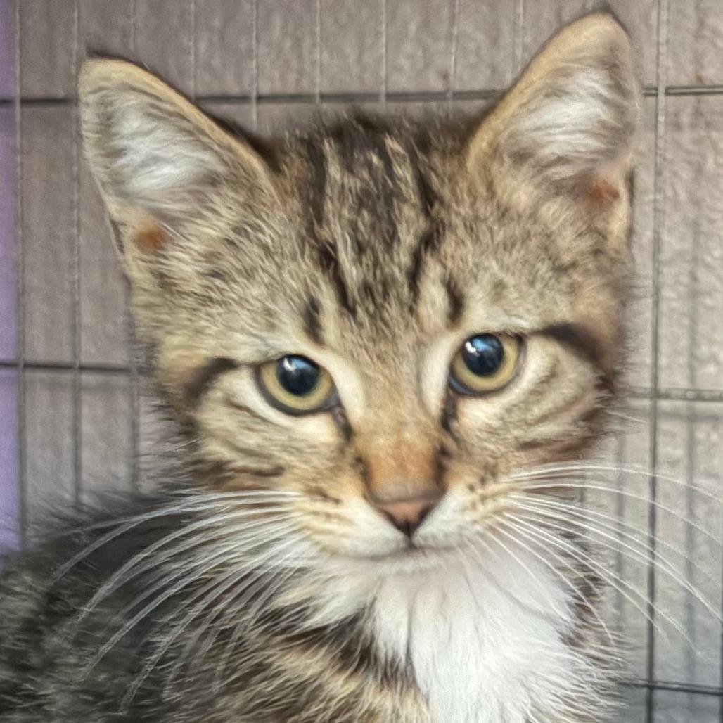 Teddy, Adoptable, Kitten Male Domestic Short Hair.